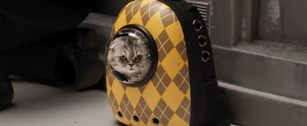 O gato em Argylle