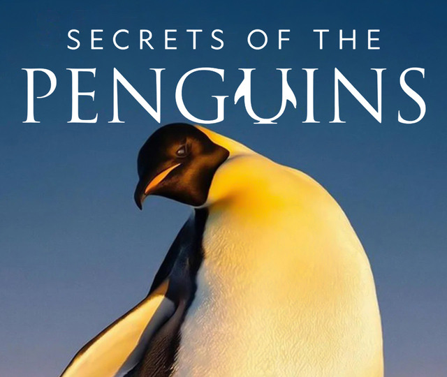 Segredos dos Pinguins 
