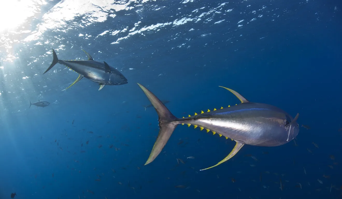 Oceanos com David Attenborough
